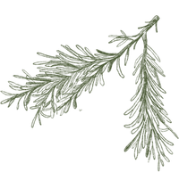 Pine